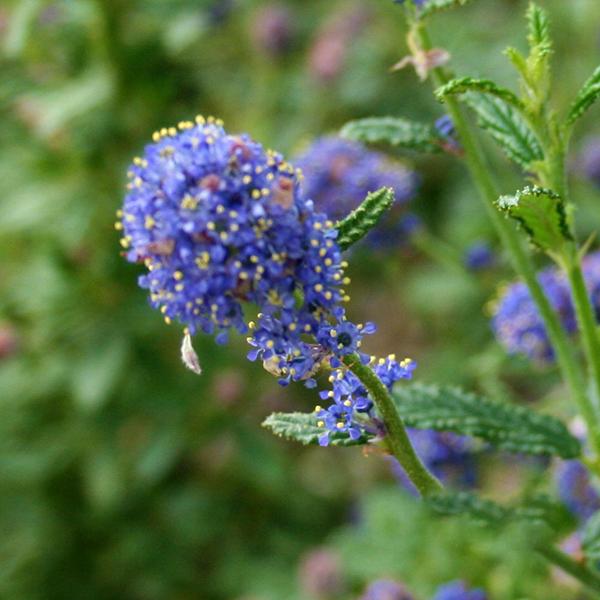 A close-up of Ceanothus Concha - Californian Lilac, featuring purple blooms with small yellow tips nestled among vibrant evergreen leaves, creates a captivating garden scene reminiscent of enchanting deep blue flowers.