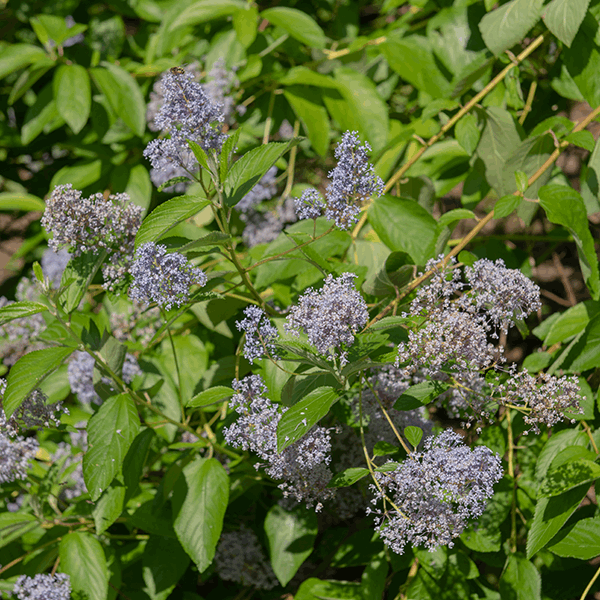 The Ceanothus Gloire de Versailles, a summer-flowering shrub known as the Californian Lilac, showcases purple flowers with clusters of small blooms and lush green leaves in the sunlight.