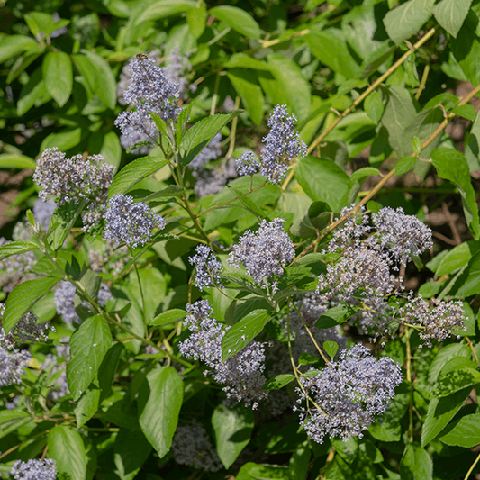 Ceanothus Gloire de Versailles - Californian Lilac