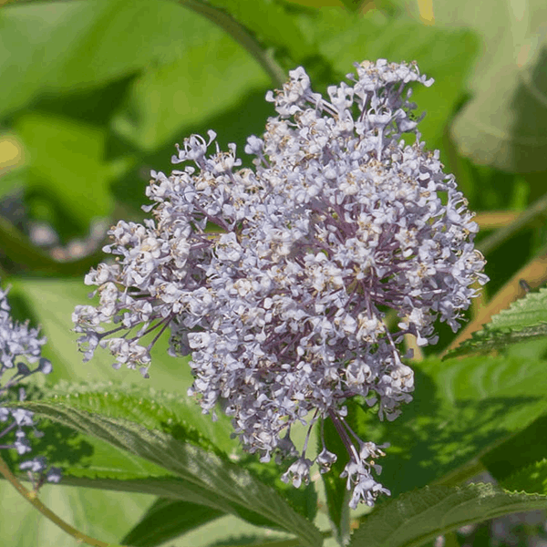 Close-up of light purple flowers from a Ceanothus Gloire de Versailles - Californian Lilac, with green leaves in the background.