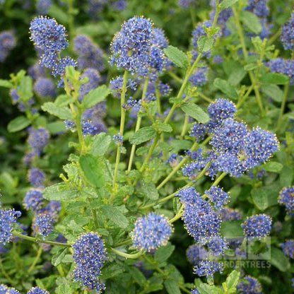 Ceanothus Italian Skies - Californian Lilac is an evergreen shrub featuring clusters of vivid blue flowers and rich green leaves, attracting pollinating insects.