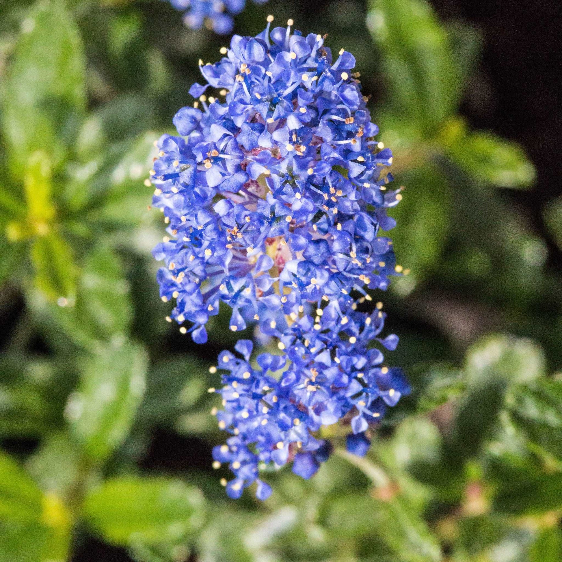 A close-up of the Ceanothus Italian Skies flower cluster shows its small petals amid green leaves. This evergreen shrub, known as Californian Lilac, features bright blue blooms that attract pollinators.