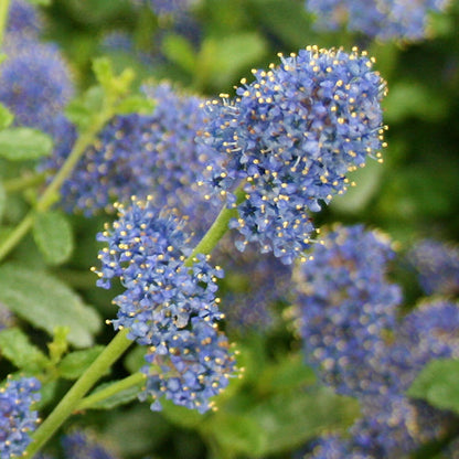 Close-up of Ceanothus Italian Skies - Californian Lilacs bright blue, lilac-like flowers with small petals attracting pollinating insects amid the green leaves of this evergreen shrub.