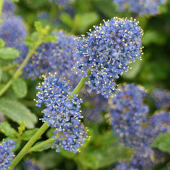 Ceanothus Italian Skies - Californian Lilac