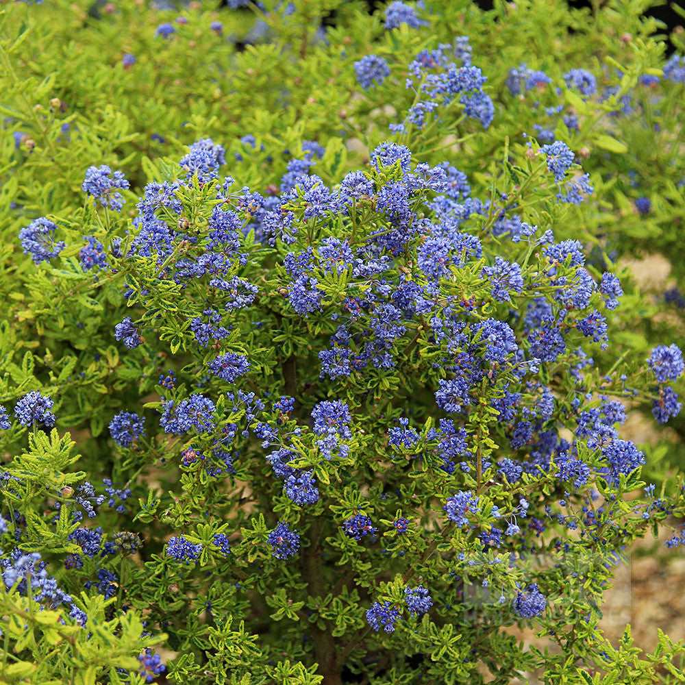 The Ceanothus Madagascar, or Californian Lilac, features dense clusters of small blue flowers and lush green leaves. Its variegated foliage enhances its charm, making it a garden standout.