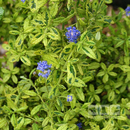 The Ceanothus Madagascar - Californian Lilac features light green leaves and clusters of vibrant purple flowers, enhancing gardens with its beauty, especially as late spring blooms.