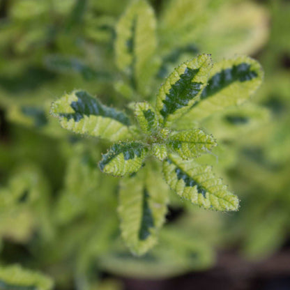 A close-up of Ceanothus Madagascar - Californian Lilac shows green, textured leaves with serrated edges and dark green central veins, highlighting its lush late-spring beauty.