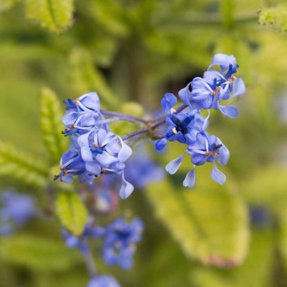 Close-up of small, delicate blooms of Ceanothus Madagascar - Californian Lilac with variegated foliage in the background.