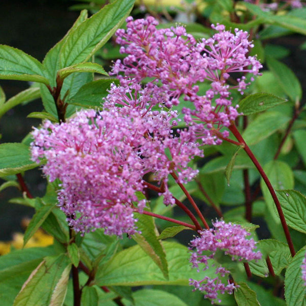 Close-up of rose carmine spirea flowers with clusters of small blooms and green leaves, reminiscent of the vibrant hues found in Ceanothus Perle Rose - Californian Lilac.