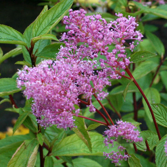 Ceanothus Perle Rose - Californian Lilac