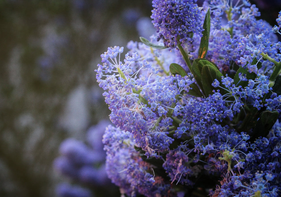 Ceanothus: A Burst of Blue for the British Garden.