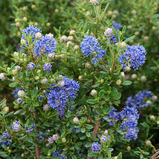 The Ceanothus Puget Blue, a dense evergreen shrub, showcases clusters of small, vibrant deep blue flowers and green leaves, echoing the allure of the Californian Lilac.