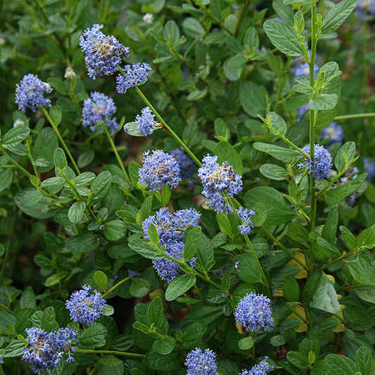 Evergreen leaves complement the clusters of small, round, dark blue flowers in this stunning Ceanothus Skylark - Californian Lilac display.