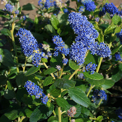 The Ceanothus Trewithen Blue - Californian Lilac, with clusters of vibrant blue flowers and glossy green leaves, is perfect for wildlife-friendly gardens.