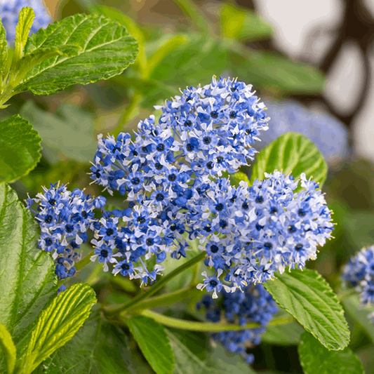 Close-up of the Ceanothus Trewithen Blue - Californian Lilac, featuring dense clusters of small blue flowers and green leaves; ideal for wildlife-friendly gardens.