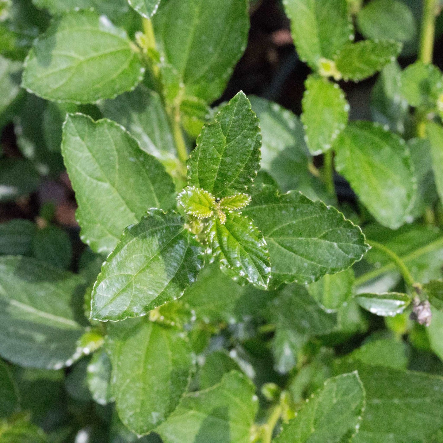 Ceanothus Mystery Blue - Foliage