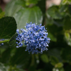 Ceanothus thyrsiflorus Mystery Blue - Blueblossom