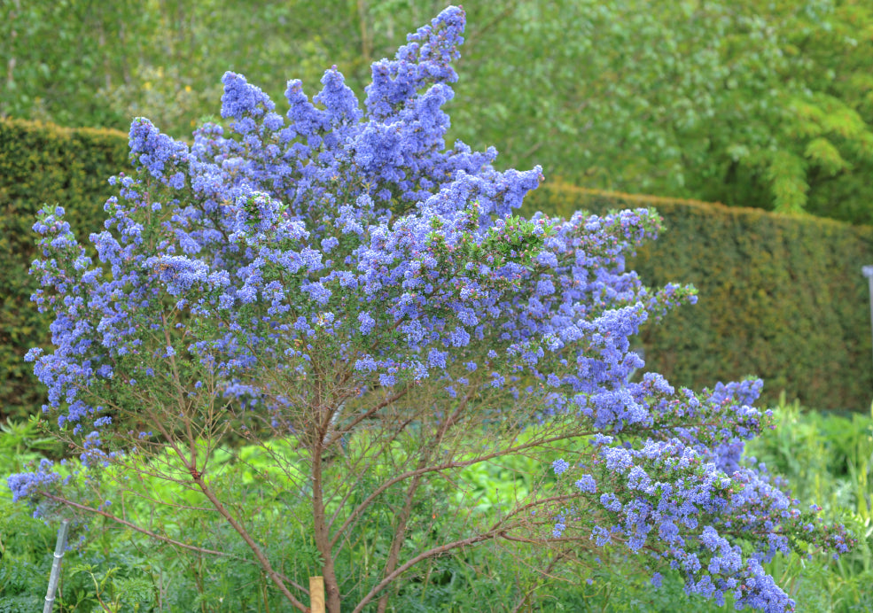 A Friend to Pollinators and Year-Round Structure.