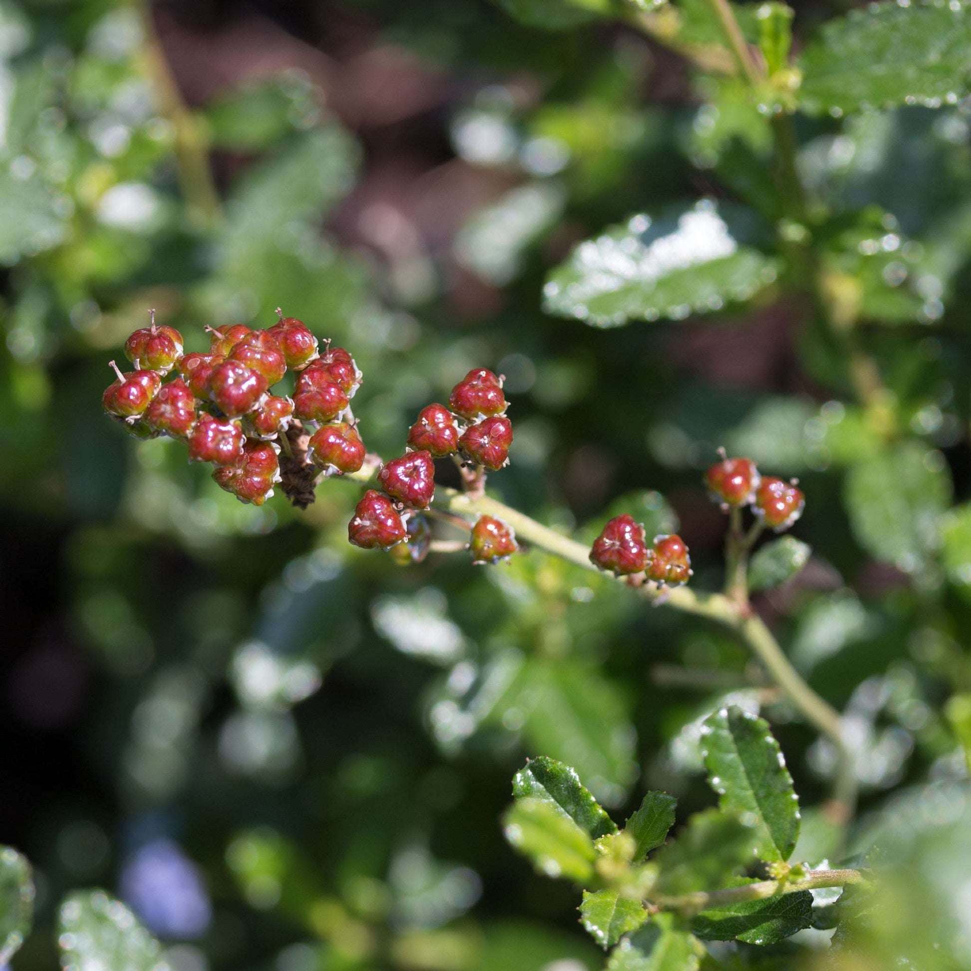 Ceanothus Southmead - Buds