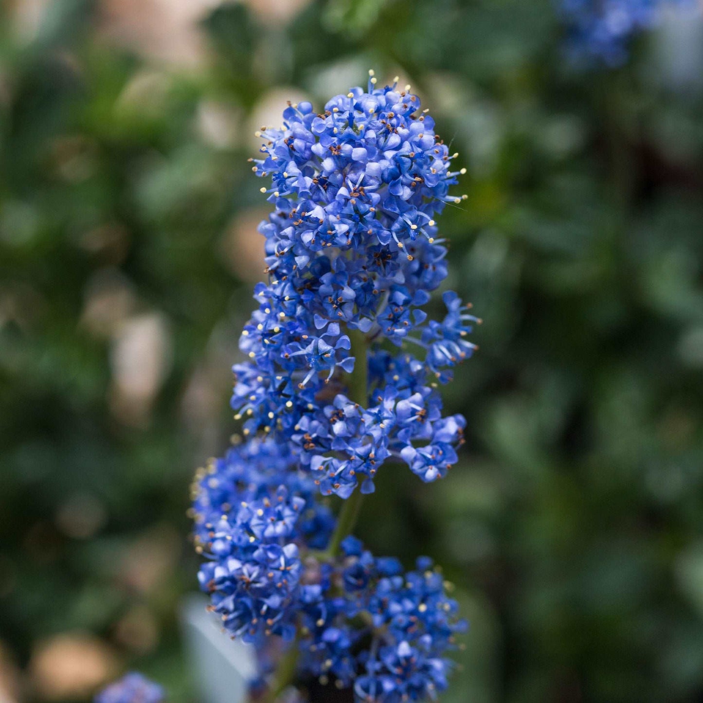 Ceanothus Southmead - Flower