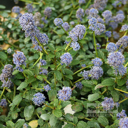 A close-up of the Ceanothus thyrsiflorus repens, also known as Creeping Blueblossom, highlights powder blue flowers nestled among lush green leaves.