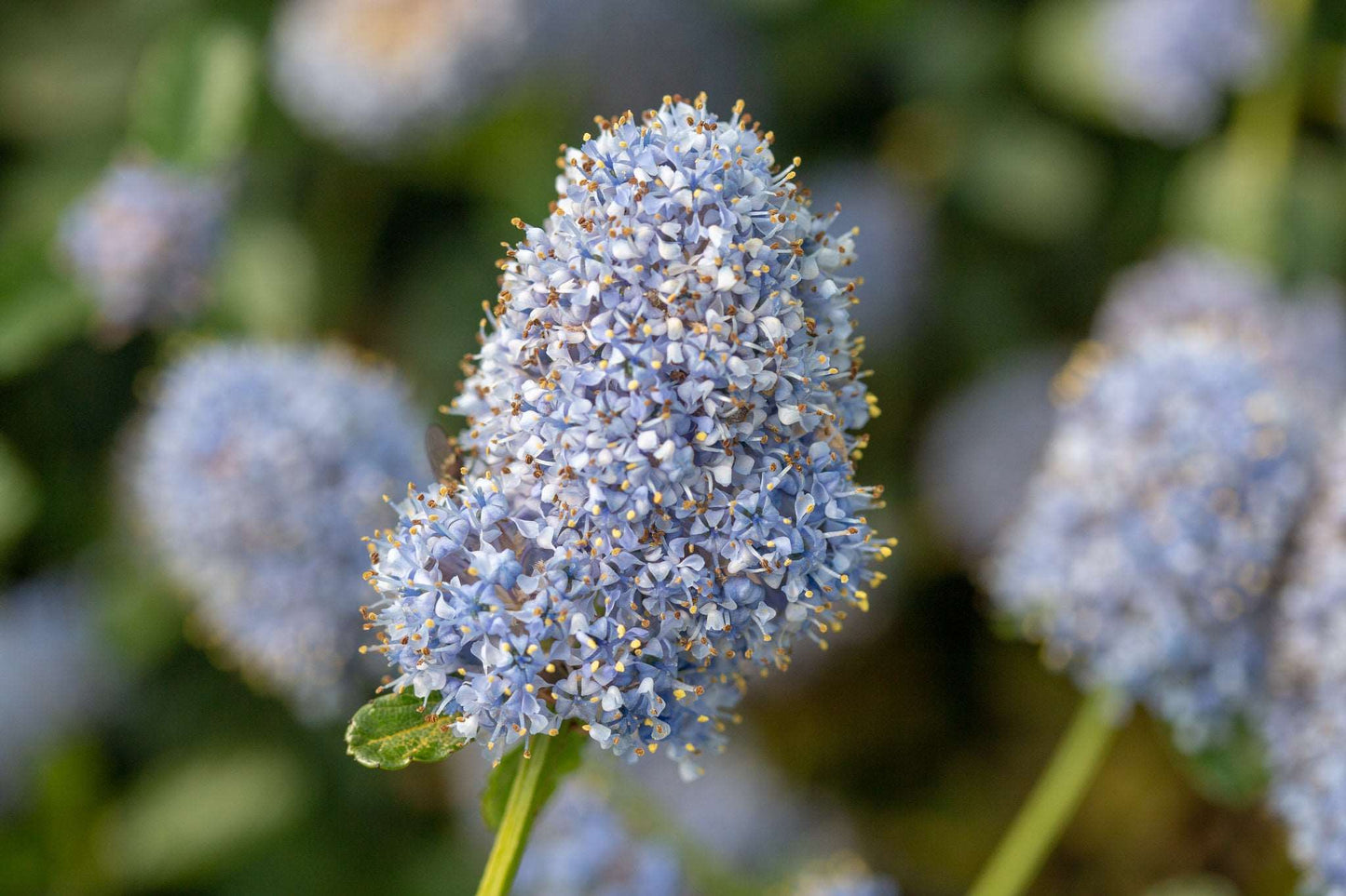 Close-up of Ceanothus thyrsiflorus repens flowers, delicate and powder-blue in a garden, surrounded by lush evergreen shrub foliage.