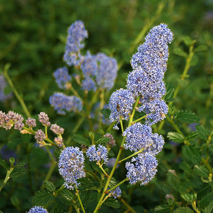 Clusters of small, powder blue flowers bloom on the green leafy stems of the Ceanothus thyrsiflorus repens, also known as Creeping Blueblossom, an evergreen shrub.