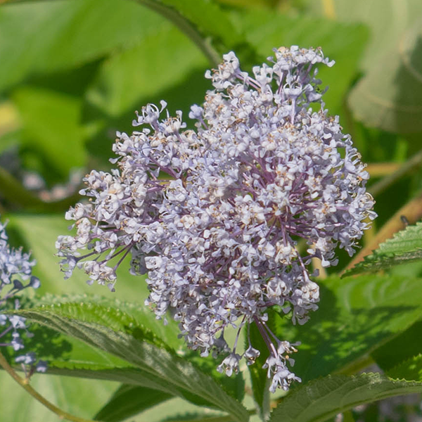 Ceanothus Gloirede Versailles