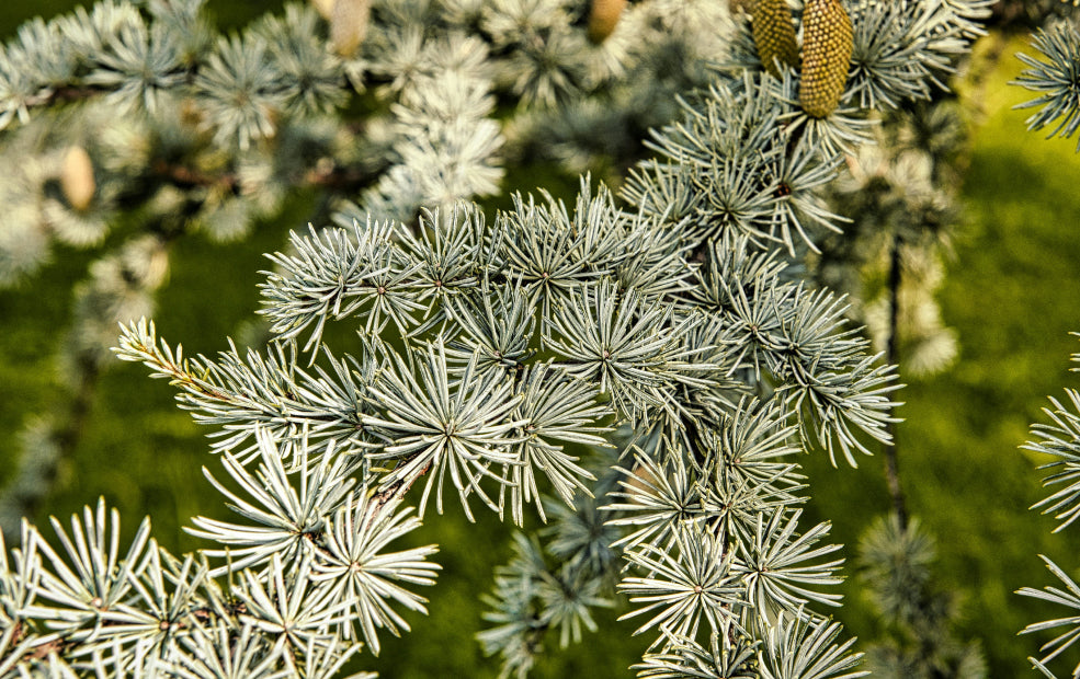 Close-up view of blue spruce branches with needle-like leaves and pine cones against a green background.