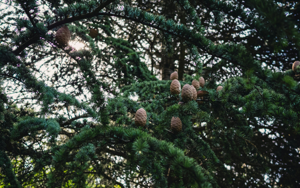 Pine tree branches with numerous pine cones in a forest setting. Sunlight filters through the dense foliage.