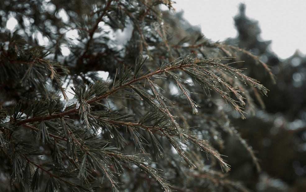 Close-up of evergreen branches with a dusting of snow, set against a blurred natural background.