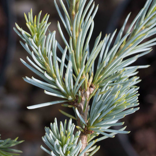 Close-up of a drought-tolerant Cedrus atlantica Glauca branch, showcasing its thin, elongated green needles.