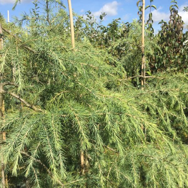 A close-up of green, needle-like foliage on branches of a Cedrus deodara - Deodar Cedar Tree against a blue sky.