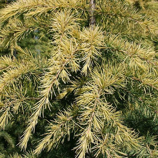 Cedrus deodara aurea - Summer Foliage