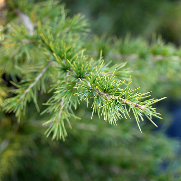 Close-up of a Cedrus libani branch, highlighting its green needle-like leaves.