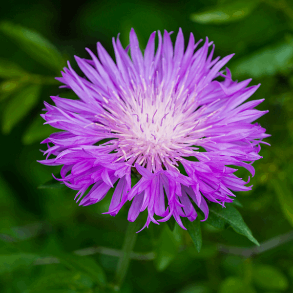 Close-up of a vibrant Centaurea dealbata flower in full bloom, with lush green leaves creating a serene backdrop.