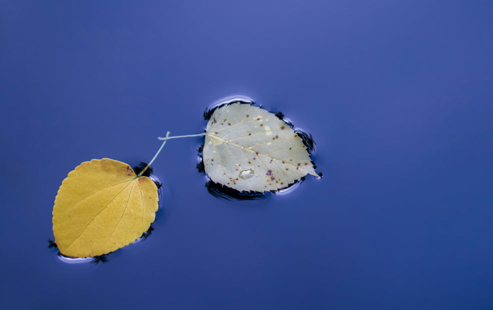 Two leaves, one yellow and one pale gray, floating on a calm blue water surface.