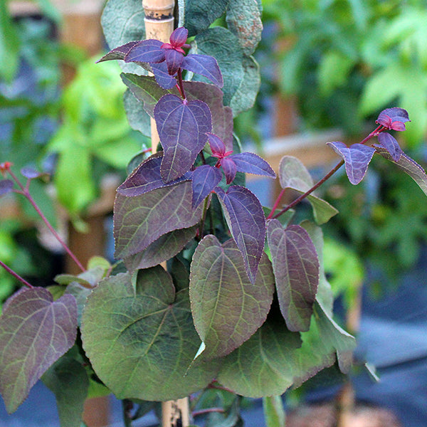 The Cercidiphyllum Rotfuchs - Red Fox Katsura Tree, featuring striking, dark purple, heart-shaped foliage, grows upright with the assistance of a bamboo stake.