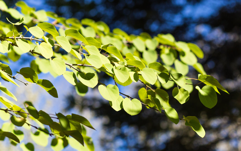 A close-up of a tree branch with bright green leaves set against a blurry background of sky and trees.