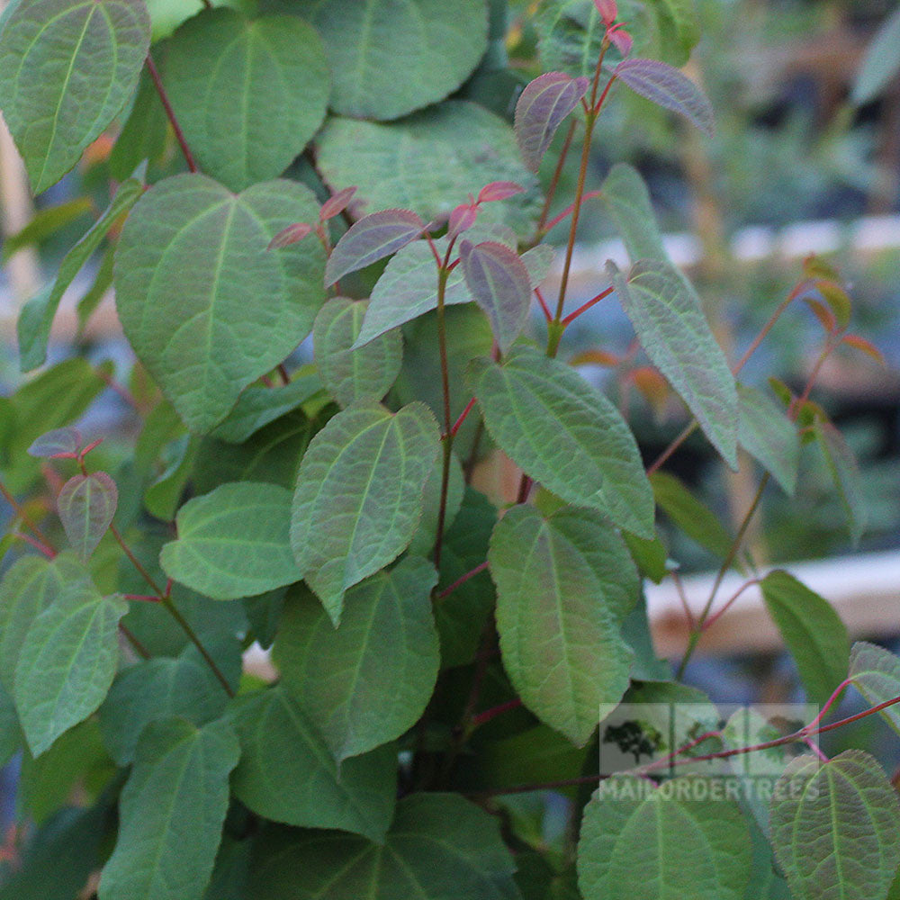 Close-up of a Katsura Tree (Cercidiphyllum japonicum), highlighting its green, heart-shaped leaves and slender red stems.