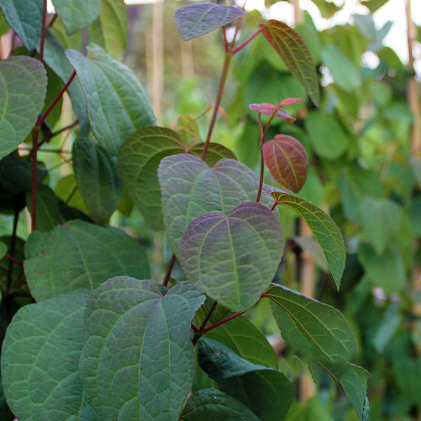 Close-up of green leaves with red tinges on a Cercidiphyllum japonicum, also known as a Katsura Tree, set against a blurred background of similar foliage.