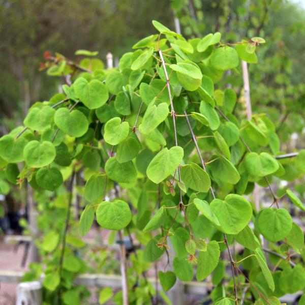 The Cercidiphyllum japonicum f. pendulum, also known as the Pendulous Katsura, is a plant featuring numerous heart-shaped green leaves on slender branches that transform into vibrant colours during autumn.