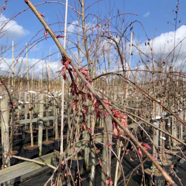 In a nursery filled with potted plants under a clear blue sky, the budding branches of the Cercidiphyllum japonicum f. pendulum - Pendulous Katsura reveal pink buds, promising a breathtaking display of autumn colour.