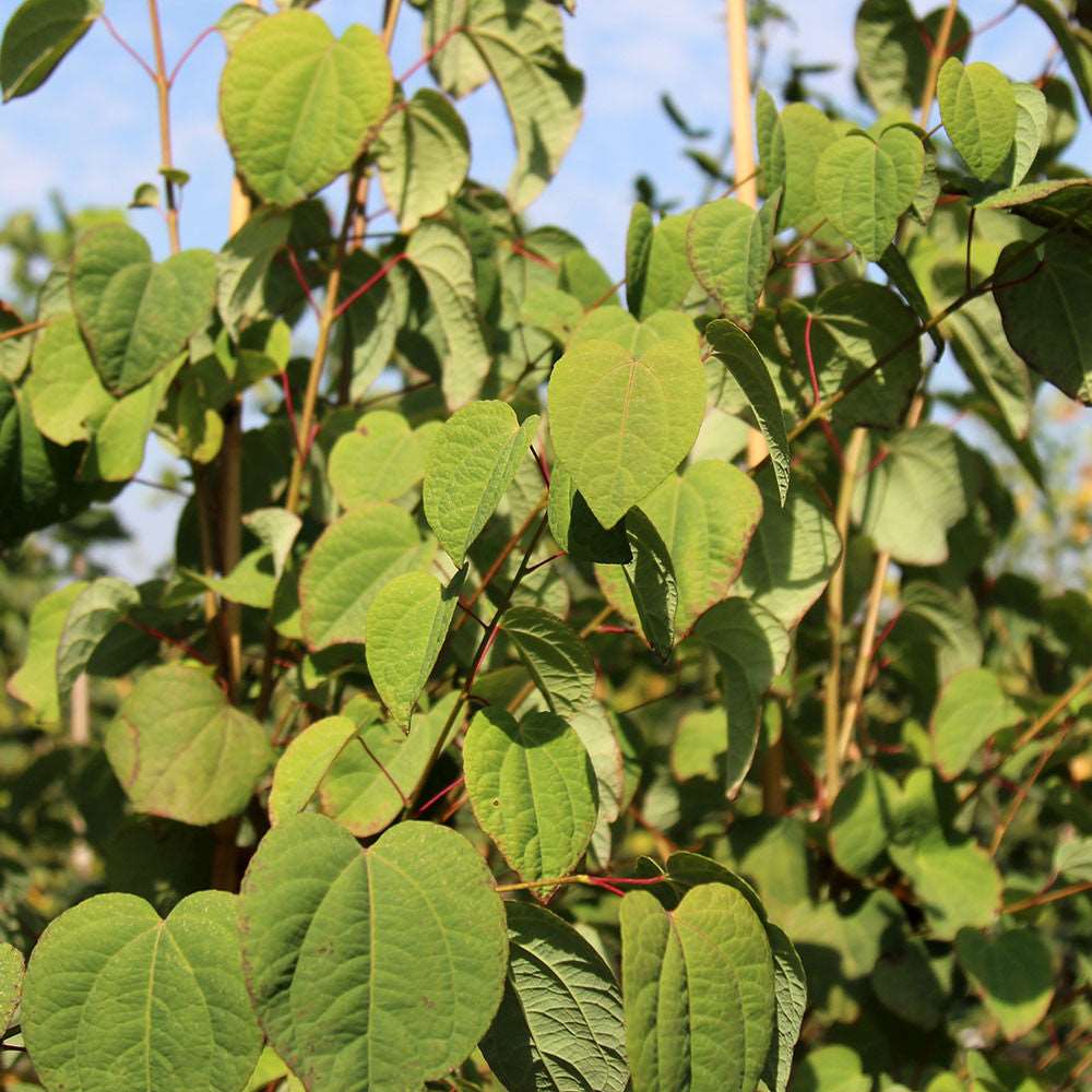 The Magnificum Katsura, known scientifically as Cercidiphyllum japonicum magnificum, features green heart-shaped leaves on its thin stems that stretch toward the clear blue sky. This tree releases a delightful candyfloss fragrance, enhancing the enchanting aroma of this serene scene.