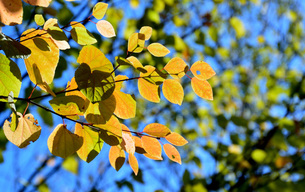 Close-up of a branch with yellow and orange leaves against a clear blue sky.