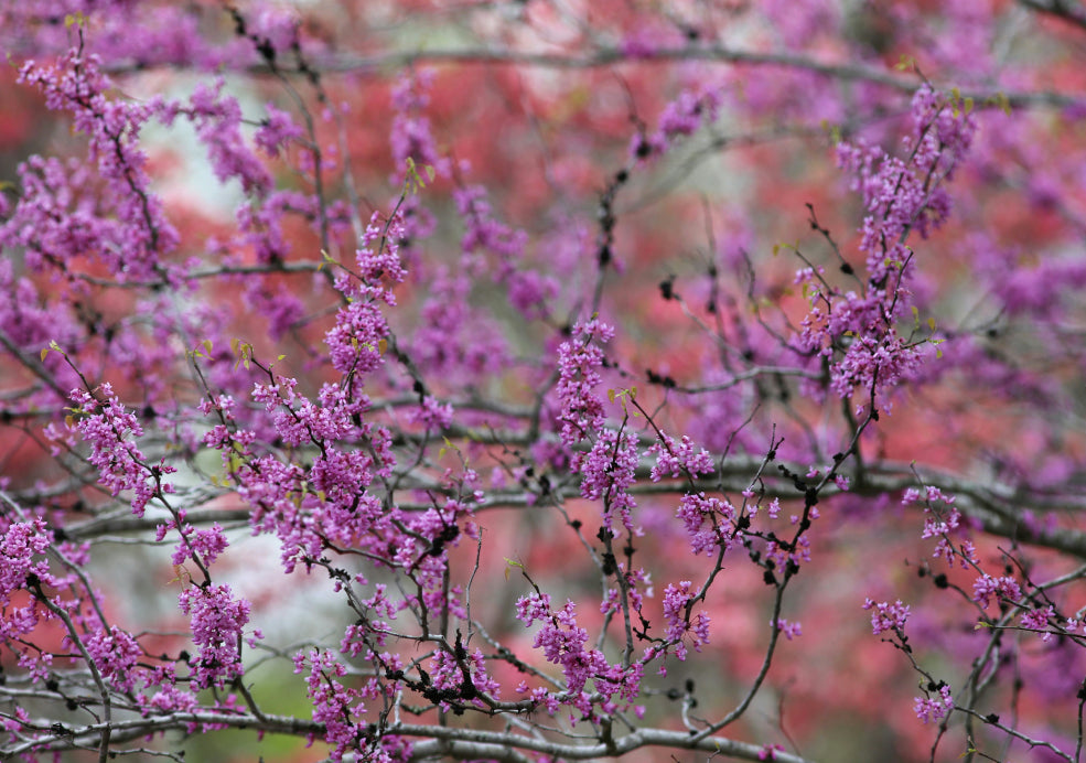 Close-up of branches covered in vibrant pink blossoms against a background of blurred pink and green hues.