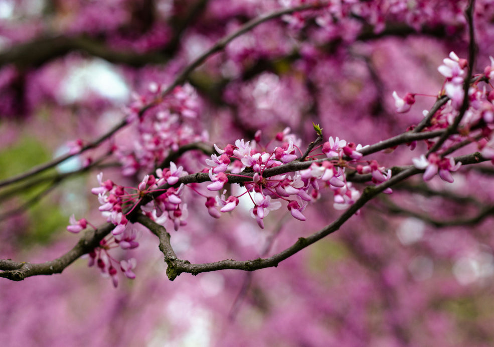 Close-up of pink blossoms on tree branches, with a blurred background of similar flowers.