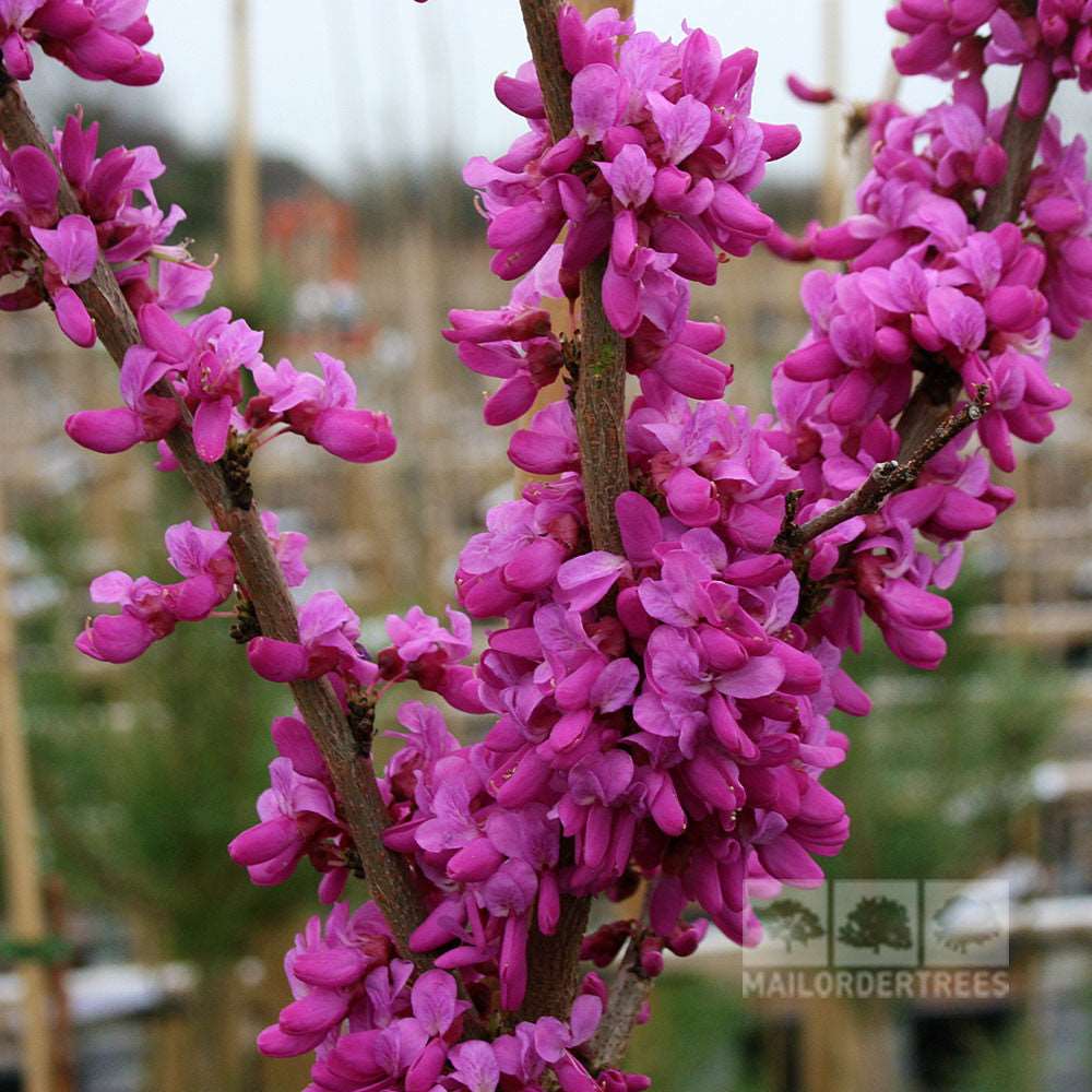 Close-up of a tree branch adorned with vibrant pink blossoms, typical of the Cercis Avondale - Chinese Redbud Tree, set against a blurred background.