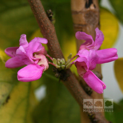 Close-up of pink flowers blooming on a Cercis Avondale - Chinese Redbud Tree branch with glossy green foliage in the background.