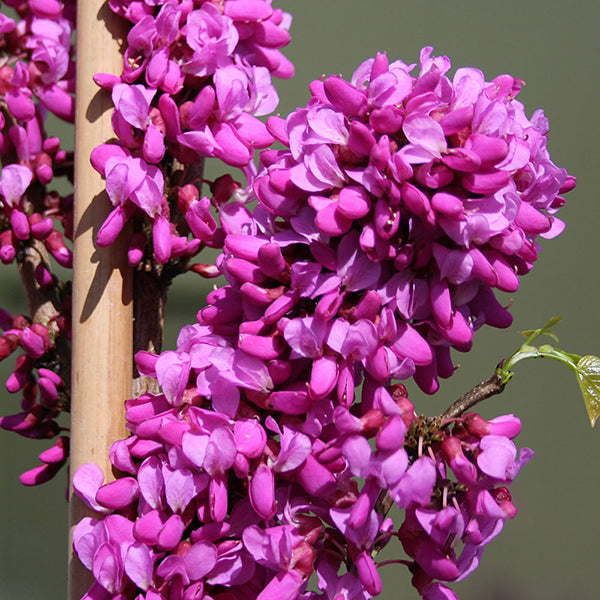 Clusters of vibrant pink flowers bloom along a branch of the Cercis Avondale - Chinese Redbud Tree, highlighted by its glossy green foliage against a neutral background.